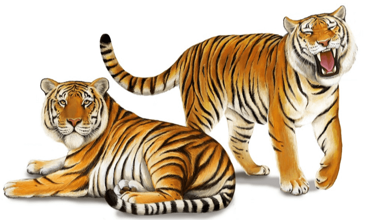 clipart:10uq3lqth54= tiger