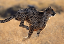 Clipart:9y7crx5jfcq= Cheetah