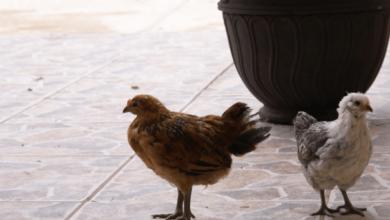 Female:2yti9ntwnw8= Ameraucana Chicken