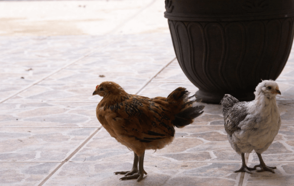 Female:2yti9ntwnw8= Ameraucana Chicken