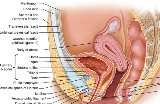 Female:29petyntkwa= Bladder Location