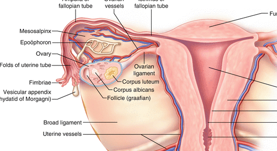 Female:29petyntkwa= Bladder Location