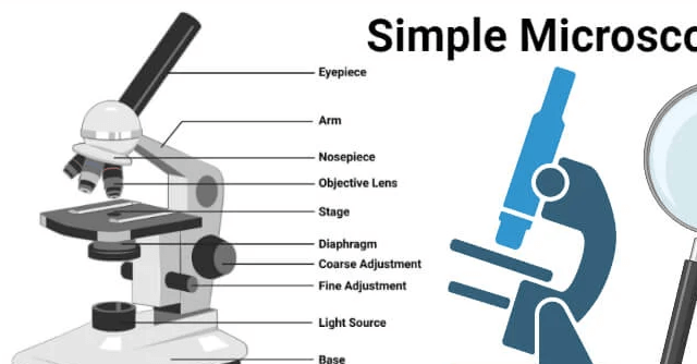 Simple:0mkkilz9slo= Microscope Labeled