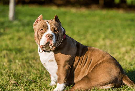 Female:8_Knogyajta= American Bully