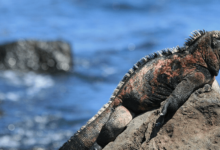 The baby marine iguana, a distinctive species endemic to the Galápagos Islands, demonstrates a series of fascinating