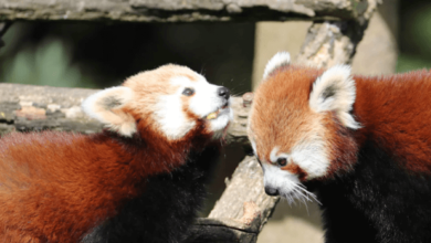 Baby:7vcy3e-O52i= Red Pandas