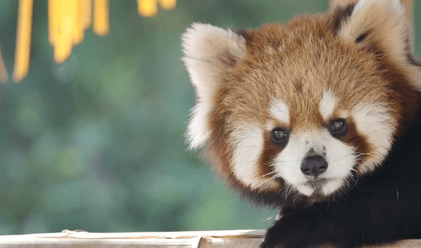 Baby:7vcy3e-O52i= Red Pandas