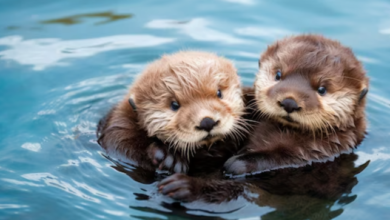 Cute:0yfyu-2i53u= Sea Otter